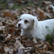 Border Collie, English Setter, and Miniature American Shepherd Puppies from First Harmony Farms