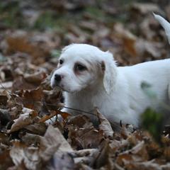 Border Collie, English Setter, and Miniature American Shepherd Puppies from First Harmony Farms