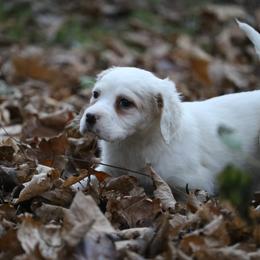 Border Collie, English Setter, and Miniature American Shepherd Puppies from First Harmony Farms