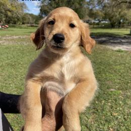 Goldendoodle Puppies from knuDawn Southern Goldendoodles and K9 Training