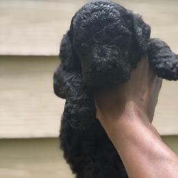 Viserys - Brown male Poodle puppy in Atlanta, Georgia from Syren House Doodles & Poodles