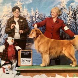 Golden Retriever All Grown Up from Firefly Cottage Golden Retrievers