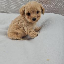 Cupid - Apricot male Maltipoo puppy in Tuscola, Illinois from Dream on puppies
