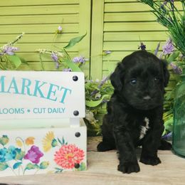Bo - Black male Schnoodle puppy in Lebanon, Missouri from Cedar Glades Canines