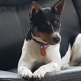 Bailey - Rat Terrier