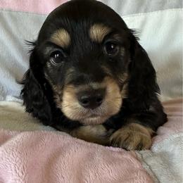 Noah - Black and cream male Dachshund puppy in Griffin, Georgia from Always Trippin' Doxie Life