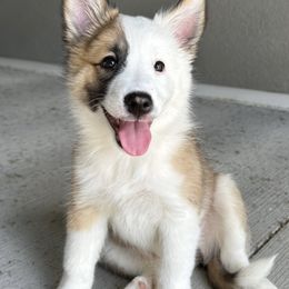 Icelandic Sheepdog Puppies from Tobiasson icie