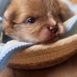 Chicken nugget - Chocolate merle male Pomeranian puppy in Buffalo, New York from HERRPOMS