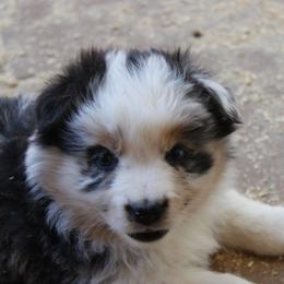 Dragon - Blue merle female Australian Shepherd puppy in Sonoita, Arizona from Gardner Canyon Kennels