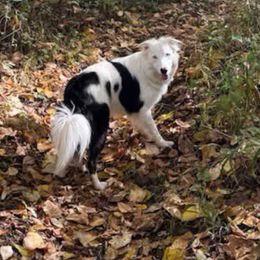 Daisy - Border Collie