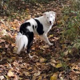 Daisy - Border Collie