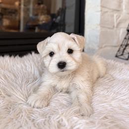Charles - White male Miniature Schnauzer puppy in Richmond, Texas from Poodles of the south