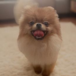 Pomeranian puppies from Poodles & Pomeranians of Manila