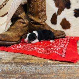 'Jack' - Black tri-color male Australian Shepherd puppy in Durand, Wisconsin from Larson’s Legacy Aussome Aussie Kennels