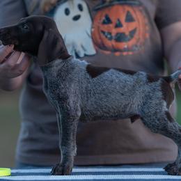 Spyro boy 2 - Liver roan male German Shorthaired Pointer puppy in Greensburg, Kentucky from Nosam Kennels- Hungarian Vizslas, and German Shorthairs Located in Kentucky
