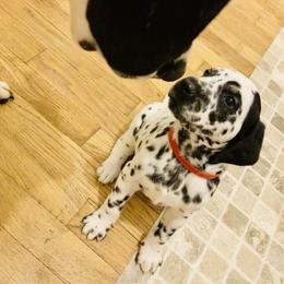Dalmatian Puppies from Dalmation.Vacation