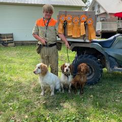 English Cocker Spaniel All Grown Up from SunSage Sporting Dogs