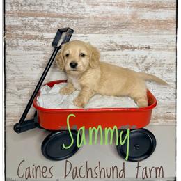 Sammy - Cream male Dachshund puppy in Cincinnati, Ohio from Caines Dachshund Farm