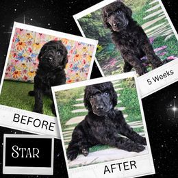Star - Black Poodle puppy in Mcbain, Michigan from Northern Creek