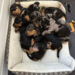 Dachshund Puppies from P&P Dachshunds