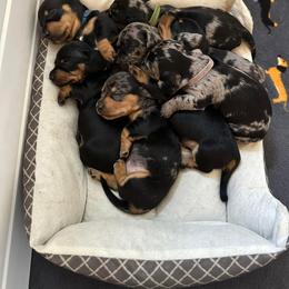 Dachshund Puppies from P&P Dachshunds