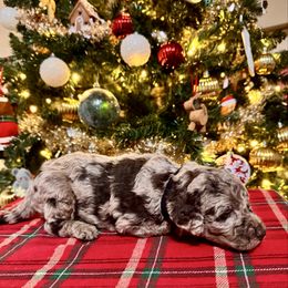 Cupid - Merle male Labradoodle puppy in Candler, North Carolina from Maple Bakin’ Doodles