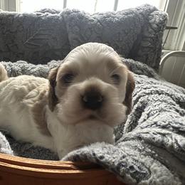 Cocker Spaniel Puppies from Abundance of Joy LLC
