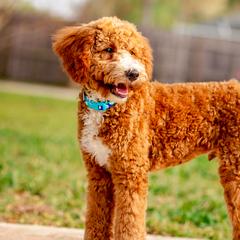 Goldendoodles from The Doodle Project