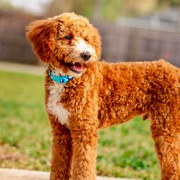 Goldendoodles from The Doodle Project