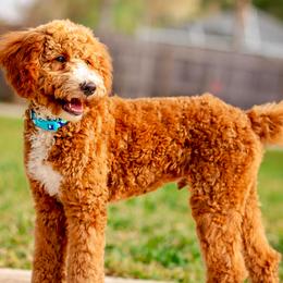 Goldendoodles from The Doodle Project