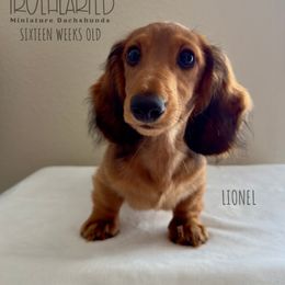 Guardianship Home Only (NY, NJ or CT) - Red male Dachshund puppy in Royse City, Texas from Truehearted Miniature Dachshunds