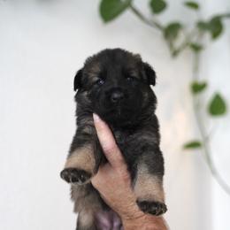 Xena - Sable female German Shepherd puppy in Coarsegold, California from Yosemite Shepherds