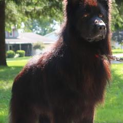 Italo - German Shepherd