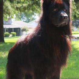Italo - German Shepherd