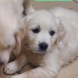 Peyton - Light golden female Golden Retriever puppy in Fowlerville, Michigan from Gratz Kennels