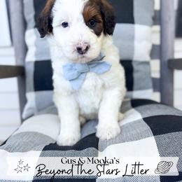 Cosmo - Sable male Goldendoodle puppy in Anderson, South Carolina from Brinkerhoff Doodle Farm
