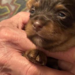 Puppy 2 - Chocolate and tan male Yorkshire Terrier puppy in Elizabeth, Indiana from Dwayne’s Yorkshire Terriers