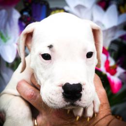 Dolos - White male Dogo Argentino puppy in San Diego, California from Debonair Dogos