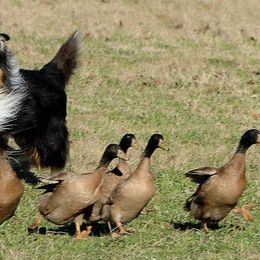 Collies from Wynhaven Collies