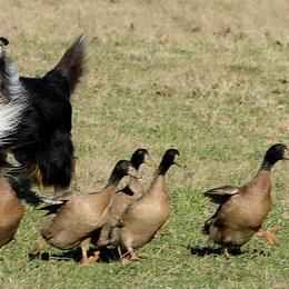 Collies from Wynhaven Collies