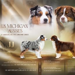Australian Shepherd puppies from Lk Michigan BIS Champion Aussies