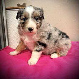 Feliz - Blue merle female Miniature Australian Shepherd puppy in North Lakeport, California from Wild Rose Ranch