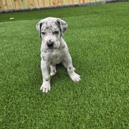 Ellie - Merle female Great Dane puppy in Kannapolis, North Carolina from Carolina Great Danes & Toy Poodles