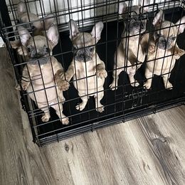 French Bulldog Puppies from DDV French Bulldogs