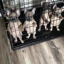 French Bulldog Puppies from DDV French Bulldogs