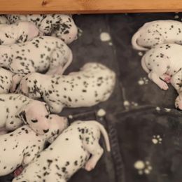 Dalmatians from Coachside Dalmatians