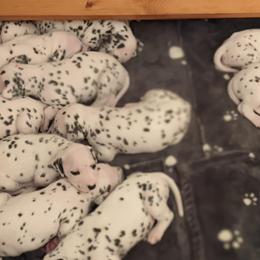 Dalmatians from Coachside Dalmatians