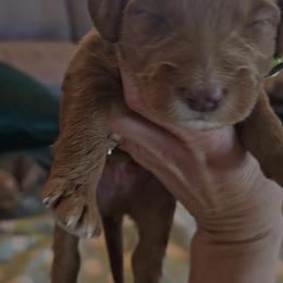Shamrock (Rocky) - Apricot male Goldendoodle puppy in Red Oak, Iowa from Fisher Pups-Stay Golden with a Doodle