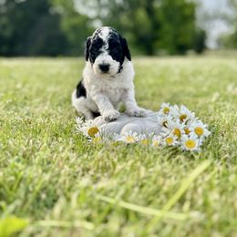 Goldendoodle Puppies from Daisys Doods