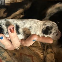 Dazi - Blue merle female Border Collie puppy in North Lakeport, California from Wild Rose Ranch